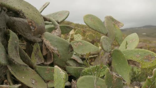 Prickly pear cactus plant growing in the mountains in dry Tenerife countryside in spring, Canary Isl