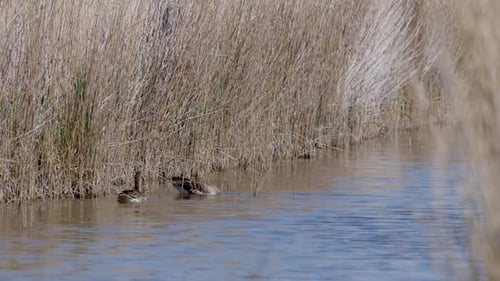 Medium shot of Greylag Goose family swimming in a lake. Sunny and windy day. (4K Resolution)