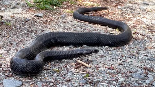 Black Snake Coiled on Rocky Ground