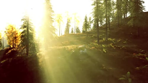La lumière du soleil filtre à travers les grands arbres dans un cadre forestier paisible