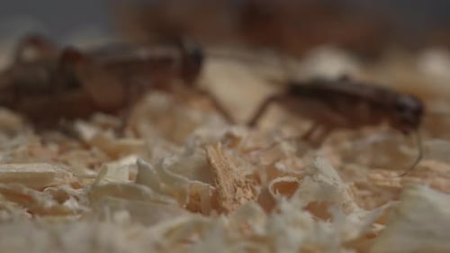 Crickets 03