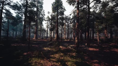 Serene Forest Dawn Sunrise Illuminates Lush Forest with Shadows