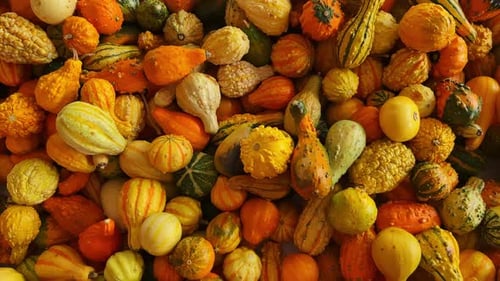 Abundant Display of Colorful Autumn Gourds and Pumpkins