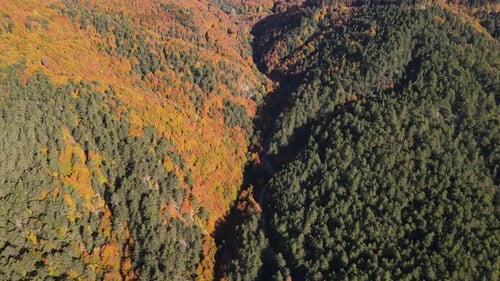 Autumn Forest