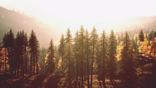 Forêt de conifères rougeoyante dans les collines au crépuscule