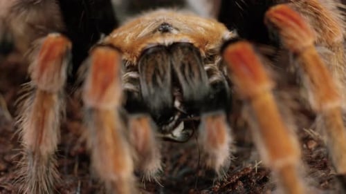 Mexican Red-Knee Tarantula crawls towards camera with bug in mouth - extreme close up