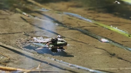 Portrait of Frog Sits on the Shore By the Swamp Close Up