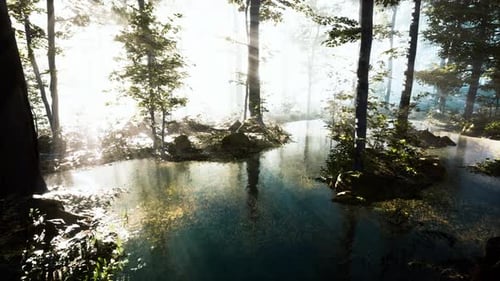 Panoramic of the Forest with River Reflecting the Trees in the Water