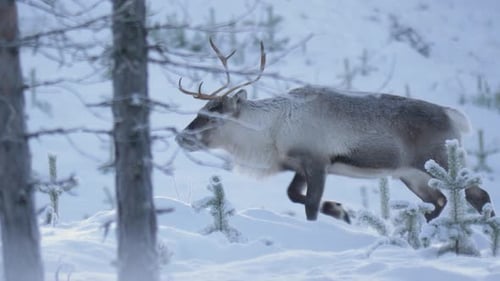Side view of caribou bull, reindeer walking in deep cold snow in Lappland, Sweden. Tracking shot in