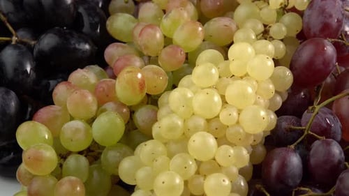 Traube hautnah, Konzeptweinherstellung, Weinproduktion, Rebsorte. Frische Weintrauben