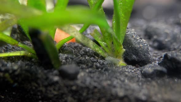 A tiny crustacean (Gammaridae) crawls at the base of an aquatic plant ...