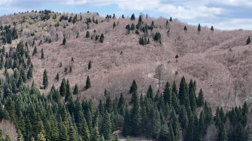 Dense Forest and Pine Trees