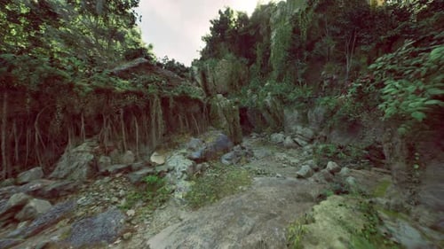 Remote Mossy Gorge Featuring Tangled Vines and Tranquil Silent Surroundings
