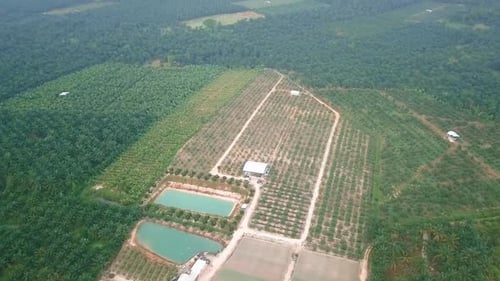 Vegetable Farm- Drone Shot 4