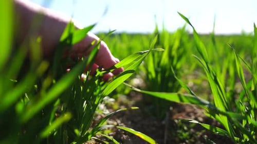Male Farmer Hand Touches Young Shoots of Wheat Controls Quality of Crop