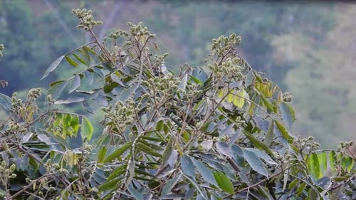 Small Bird Resting in Tree Branches in Nature
