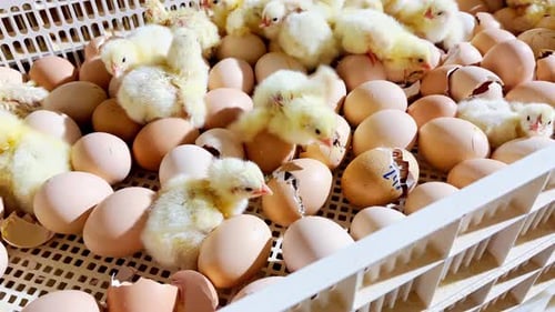process of chicken hatching in a modern farm, high-tech equipment and techniques used to ensure the