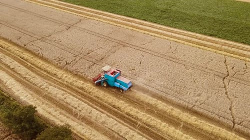 Working Retro Harvester Combine in Wheat Field on Sunset Agricultural Machinery in Agribusiness