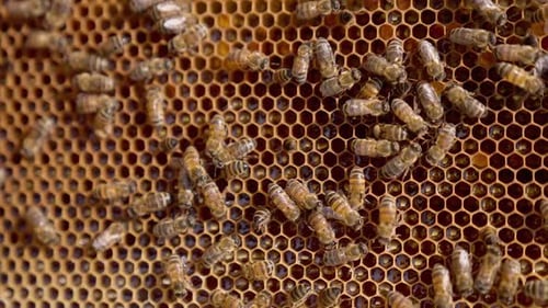 Wunderschöne fleißige gestreifte Bienen auf den Waben.