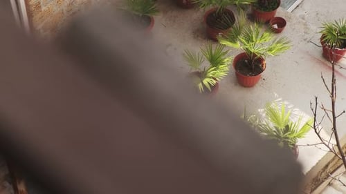 Pots with flowers and palm trees in the yard on a sunny summer day. Top view from the balcony