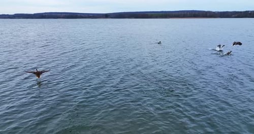 Ich folge ein paar Stockenten, die davonfliegen. Drohnenaufnahmen über dem grauen Fluss an Herbsttagen.