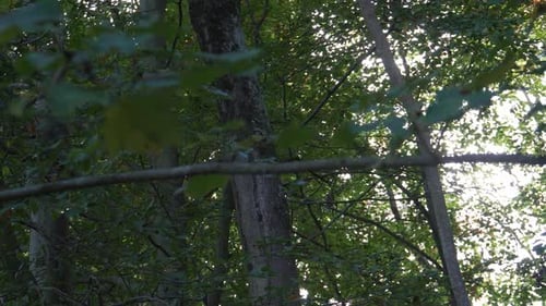 Close up view of some tree trunks and tree tops moving on the wind, with some sun rays crossing the