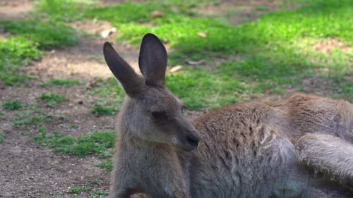 Wallaby à cou roux, notamacropus rufogriseus, kangourou gris de l'Est, macropus giganteus dans sa nature