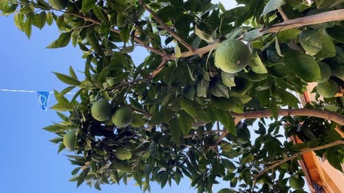 Orange tree branch with green oranges, Ávila, Spain..