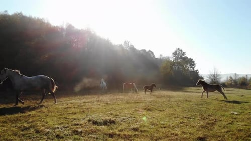 Orbitaufnahme von Pferden, die auf einer grünen Wiese stehen und in die Kamera schauen