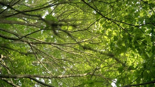 Grandes galhos de ácer com folhas verdes. Árvore de folha caduca alta em Park View