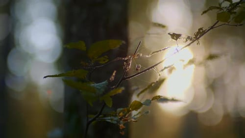 A close-up of a small branch growing on the trunk of a tree, with sunlight rays filtering through