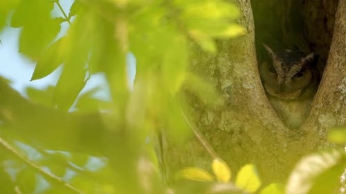 Owl