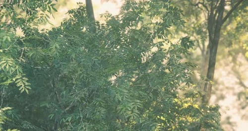Vibrant Green Foliage in a Tranquil Forest During Morning Light