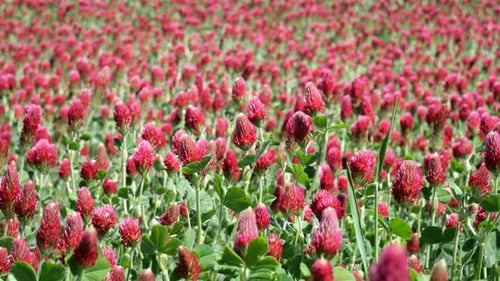 A meadow with Italian clover (Trifolium incarnatum) plants waving in a summer breeze