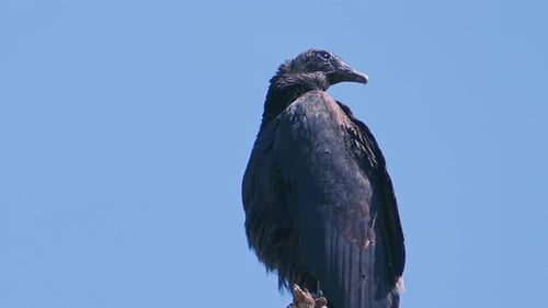 de cerca, un solo buitre negro sentado en la copa de un árbol, la cámara se retira