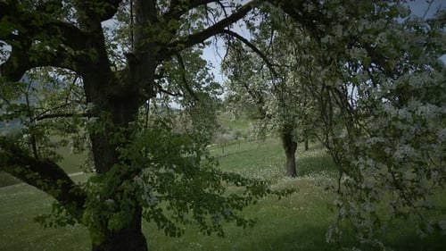 Spring Flowers Blooming in Floral Scenery Landscape Outdoors