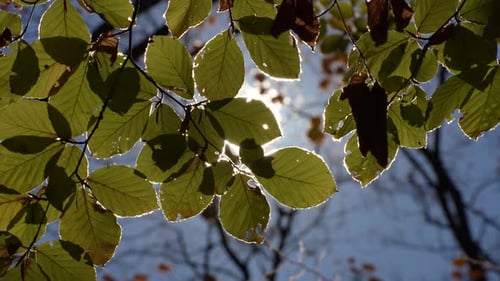 Sun rays break through the colorful foliage of the magnificent autumn landscape