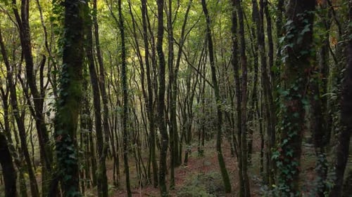 Mountain Forest Trail With Thin Tree Trunks Covered With Creeping Plants. Aerial Forward Shot