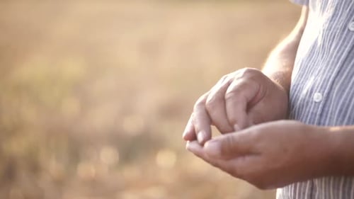 Person Holding Harvested Grains in Their Hands