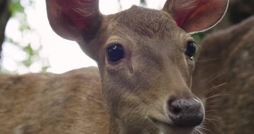 Close-up of a fawn with mum in the forest. Concept of: animals,