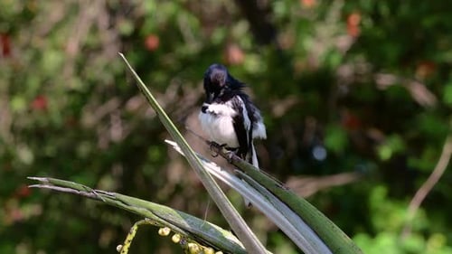 The Oriental magpie-robin is a very common passerine bird in Thailand in which it can be seen anywhe