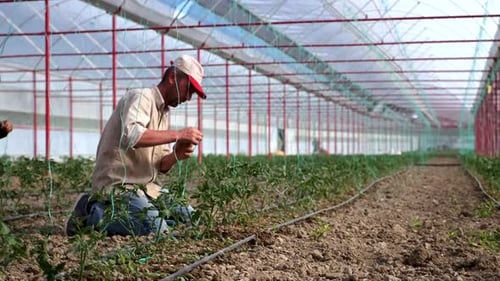 Farmer Tending Tomato Plants in Greenhouse