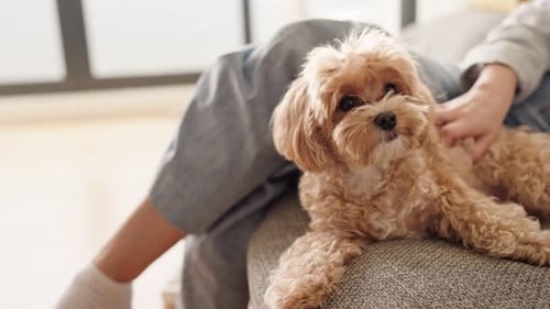 Cute Dog Being Pet Indoors