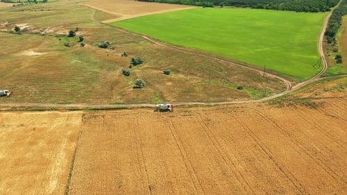 Aerial Drone View Harvester Working in Wheat Field Harvesting Combine Machine Cutting Cultivated