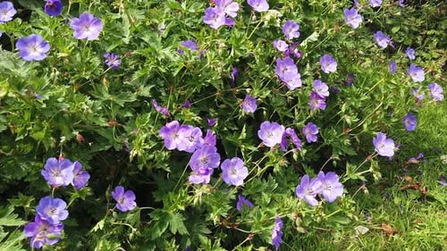 Purple flowers of the geranium Rozanne plant growing in an English country garden