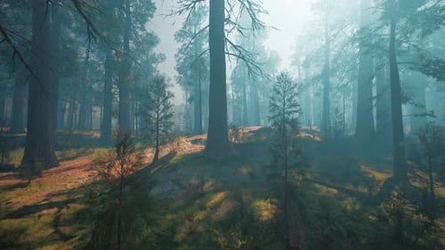 Beautiful Morning Fog and Sunbeams in the Pine Forest