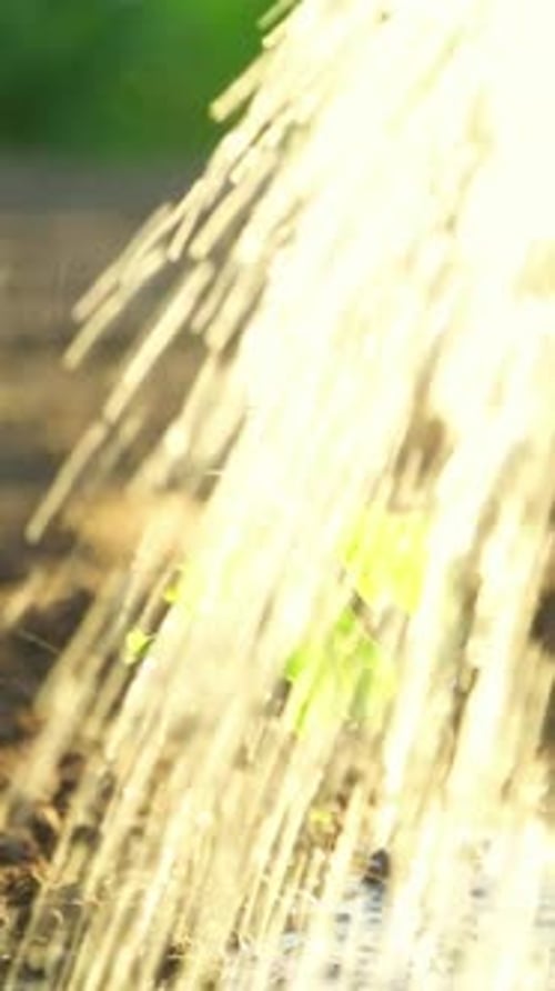 Water Falling on Small Seedling in Soil with Sunlight