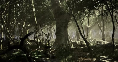 Mysterious Forest Bathed in Ethereal Light Capturing the Essence of Nature