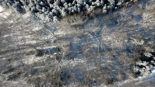 Aerial top down drone view of trees in sunny winter with snow covered ground. Evergreen forest along