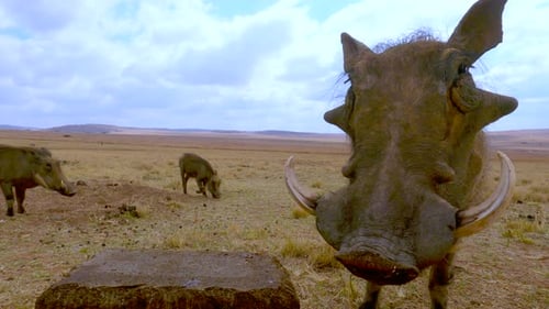 Closeup view of Common Warthog Phacochoerus africanus munching on lick block